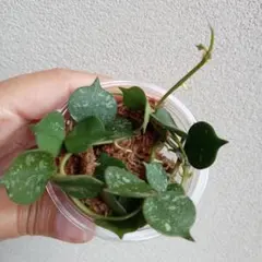 ホヤ カーティシー 2本 カット苗 そのまま発送のサムネイル