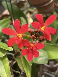 2025年最新】エピデンドラムの人気アイテム - メルカリ