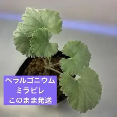 2026年最新】ミラビレの人気アイテム - メルカリ