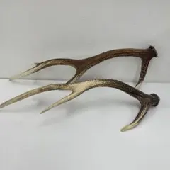 自然な鹿の角 約60cm 北海道産 鹿の角 約60cm - メルカリ