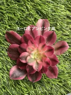 アエオニウム ピンクガール錦①⭐️お買い得 - メルカリ