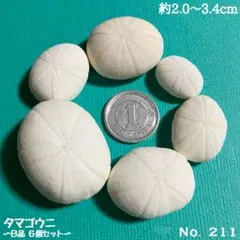 No721 タマゴウニ 棘皮動物 ウニ コレクション No721 タマゴウニ 棘皮動物 ウニ コレクション - メルカリ