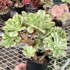 2025年最新】アエオニウム綴化の人気アイテム - メルカリ