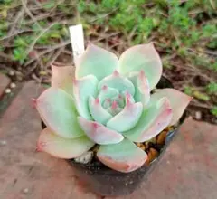 りぬ様 リクエスト 2点 まとめ商品