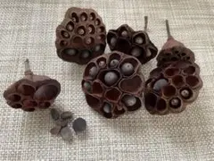 2025年最新】ハスの花托 ハスの実の人気アイテム - メルカリ