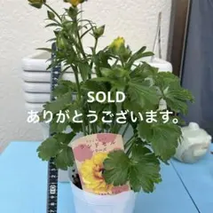 ラナンキュラスラックス❁⃘*.゜エヴァンジェリン - メルカリ