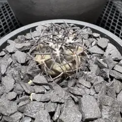 【超希少】コピアポア　グリセオビオラセア　栗星玉　現地球カキコ　自根　横幅5㎝ 超希少】コピアポア グリセオビオラセア 栗星玉 自根 - メルカリ