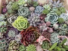 【訳あり】多肉植物カット苗詰め合わせ　寄せ植えにも
