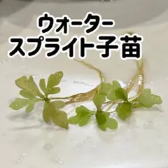 ーLa libertéー様 リクエスト 2点 まとめ商品