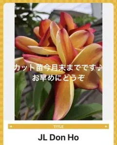 プルメリア Embers Florida産　カット苗　値下げ プルメリア Embers Florida産 カット苗 - メルカリ