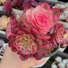 HANACHAN_D様 リクエスト 4点 まとめ商品