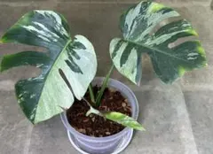 m様 リクエスト 2点 まとめ商品