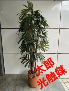 シュロチク　※要掘り出し、引き取り限定！ 2025年最新】シュロチクの人気アイテム - メルカリ