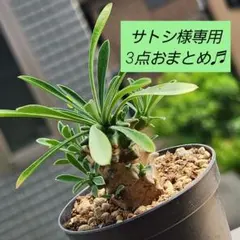 サトシ様 リクエスト 3点 まとめ商品