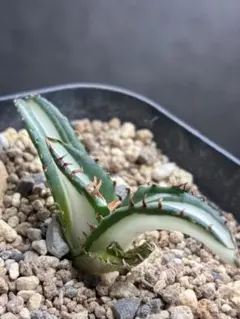 2026年最新】agave titanotaの人気アイテム - メルカリ