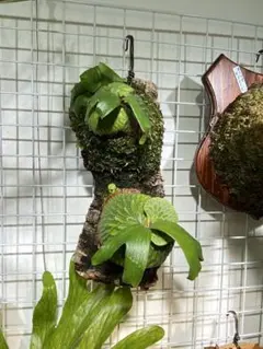 2025年最新】マダガスカリエンセの人気アイテム - メルカリ