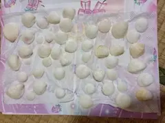 白い貝殻セット