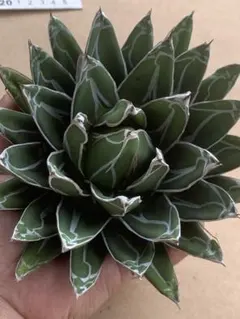 2025年最新】笹の雪の人気アイテム - メルカリ