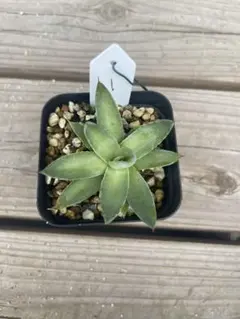 アガベ　ブルーグロー　特大株　引き取り限定 Yahoo!オークション -「アガベ ブルーグロー」(観葉植物) の落札