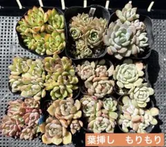 おっちゃん様 リクエスト 3点 まとめ商品