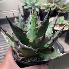 2026年最新】チタノタ ハイブリッドの人気アイテム - メルカリ