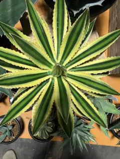 華厳 大株 50cm/30cm アメリカーナ アガベ 配送または引き取り限定 華厳 大株 50cm/30cm アメリカーナ アガベ 配送または引き取り限定