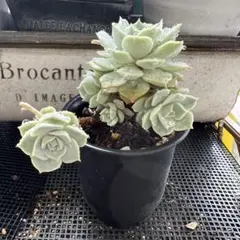 ❤09 札落ち／【同梱300円❗️】多肉植物 - メルカリ