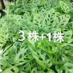 マドカズラ 元斑入り2苗セット（メルカリ便） - メルカリ