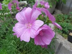 虎ノ助様 リクエスト 2点 まとめ商品