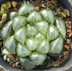 Top【選抜株】多肉植物 8048シアキ 10個 鉢無し/脱土 - メルカリ