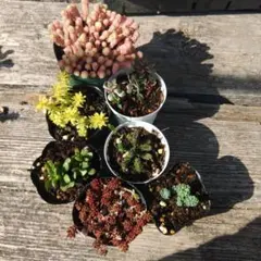 多肉植物　セダム　抜き苗　クリームソーダ　コーラルカーペット　マジョール
