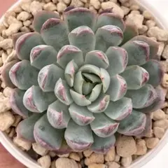 おらいさん苗3点セット　札付きポットごとメルカリ便　バラ売り不可 ウエディングベル 札付きポットごとメルカリ便おらいさん苗