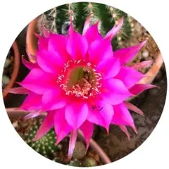 処分品】花サボテン【白檀】、カキコ_601_2004 - メルカリ