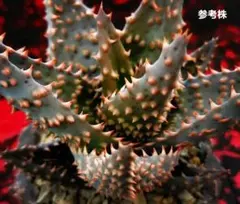 2026年最新】ロウルサンコ 多肉の人気アイテム - メルカリ