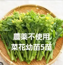農薬不使用 野菜苗 各2苗セット 家庭菜園 農薬不使用 野菜苗 セット 各2 計6株 家庭菜園 - メルカリ