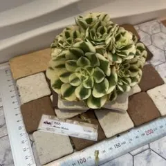 Mariri様 リクエスト 2点 まとめ商品