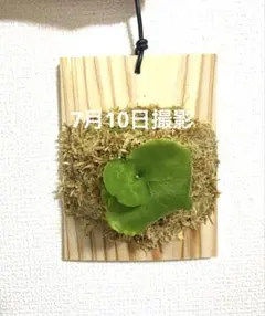 2026年最新】kitshakood thinの人気アイテム - メルカリ
