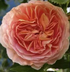 バラ苗 薔薇 さし木苗 中輪 強香 四季咲き 匿名発送 - メルカリ