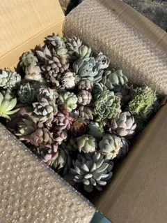 まぁ様 リクエスト 2点 まとめ商品