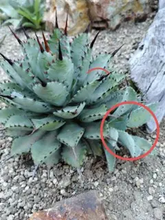 【goodtaniku】GT 曲刺八雷 goodtaniku】GT 曲刺八雷