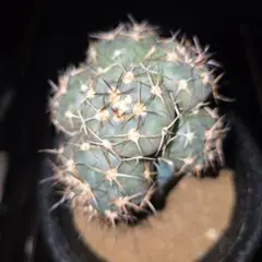 2025年最新】Eriosyceの人気アイテム - メルカリ