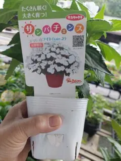 サンパチェンス　1株 ポットのまま発送のサムネイル