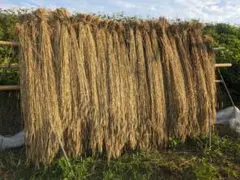 ライ麦ストロー　15㎝〜約28 ㎝　A4封