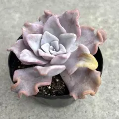 【美苗@2380】クリスペートビューティー(4頭) 2025年最新】クリスペートビューティの人気アイテム - メルカリ