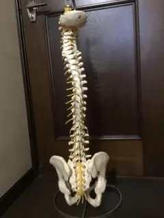 SOMSO 骨模型　胸郭　【美品】 2025年最新】ソムソ 模型の人気アイテム - メルカリ