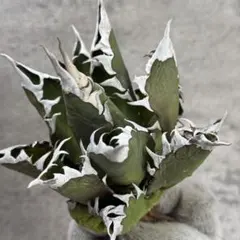 ★極上コレクション株★ 極上　アガベ　オアハカ　オテロイ　胴切り　天　チタノタ ☆極上コレクション株☆ 極上 アガベ オアハカ オテロイ 胴切り