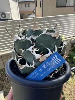 【特別価格、横幅11㎝】アガベ　チタノタ　白鯨　ずっしり　ボールタイプ　低重心 特別価格、横幅11㎝】アガベ チタノタ 白鯨 ずっしり ボール