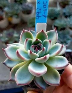 2025年最新】コロラータ ざわわの人気アイテム - メルカリ