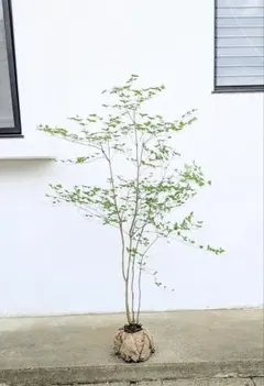 シルバーティーツリー 株立ち 大型商品 - メルカリ