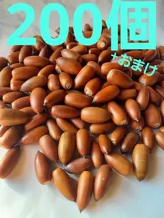 どんぐり　マテバシイ　200個+おまけ